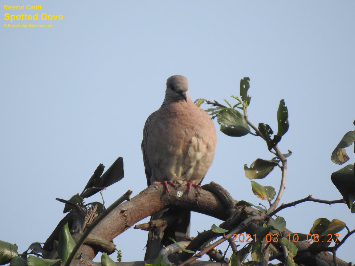 Dove Spotted (103) Coming Soon